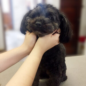 よろしくミックス