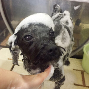 シャンプーミックス