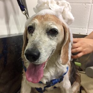 シャンプービーグル