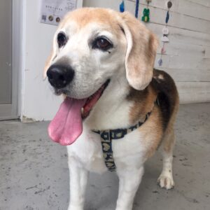 仕上がりビーグル