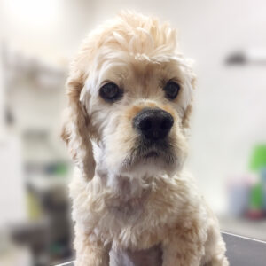 よろしくAコッカー