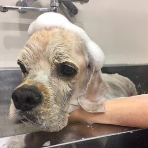 シャンプーAコッカー