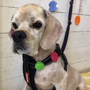 仕上がりAコッカー