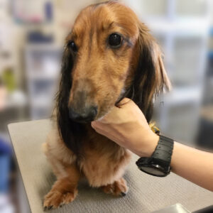 よろしくダックス