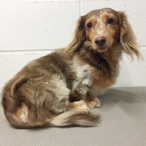 よろしくダックス