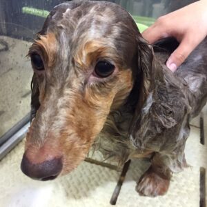 シャンプーダックス