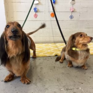 仕上がりダックス