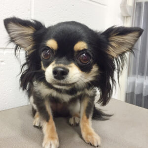 よろしくチワワ