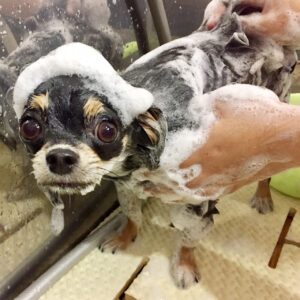 シャンプーチワワ