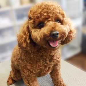 よろしくトイプー