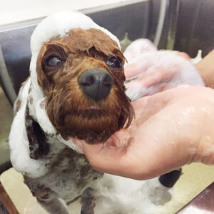 シャンプートイプー