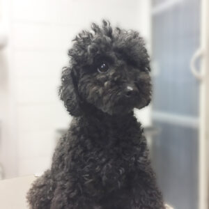 よろしくトイプー