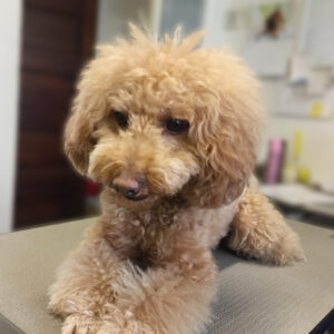 よろしくトイプー