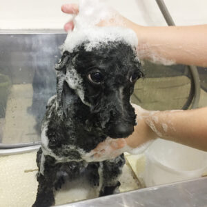 シャンプートイプー