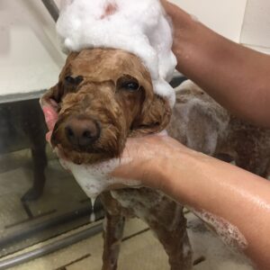 シャンプートイプー