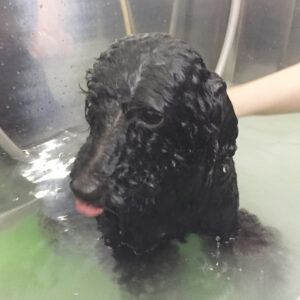 お風呂トイプー