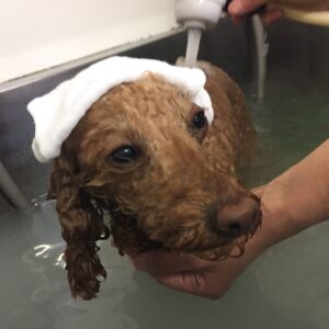 お風呂トイプー