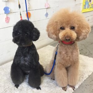 仕上がりトイプー