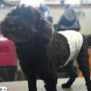 よろしくトイプー