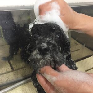 シャンプートイプー