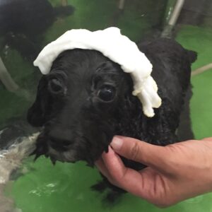 お風呂トイプー