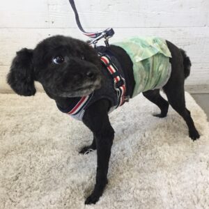 仕上がりトイプー