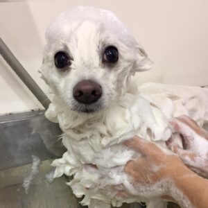 シャンプースピッツ