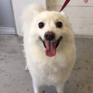 仕上がりスピッツ