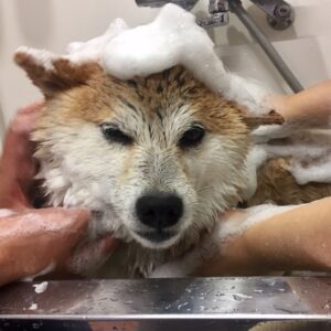 シャンプーしば