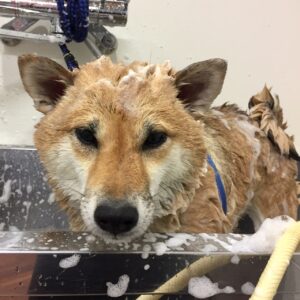 シャンプーしば