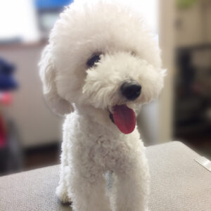 よろしくトイプー