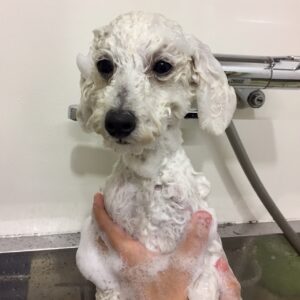 シャンプートイプー