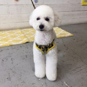 仕上がりトイプー