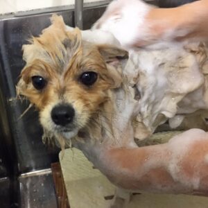 シャンプーポメ