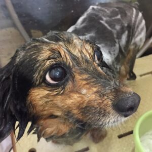 シャンプーミックス