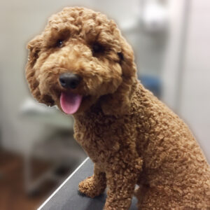 よろしくトイプー