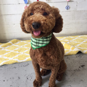 仕上がりトイプー