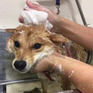 シャンプーしば