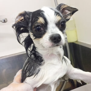 シャンプーチワワ