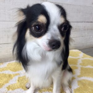 仕上がりチワワ