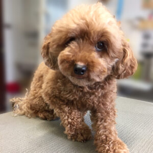 よろしくトイプー