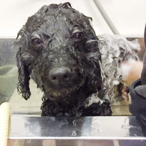 シャンプートイプー