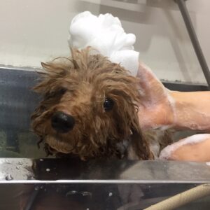 シャンプートイプー