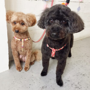 仕上がりトイプー