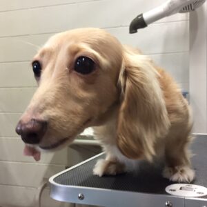 よろしくダックス