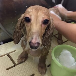 シャンプーダックス