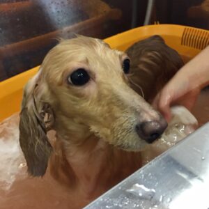 お風呂ダックス