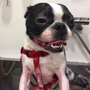 シャンプーボストン