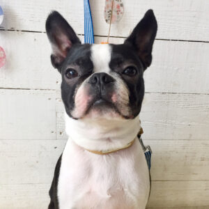 仕上がりボストン