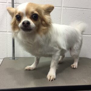 よろしくチワワ